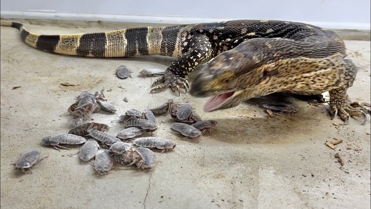 Throwing 30 cockroaches in front of a hungry monitor lizard - YouTube