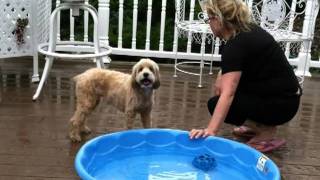 Bed and Biscuit Pet Resort| Long Island Dog Boarding