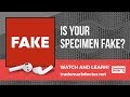 What if I Submit a Fake Specimen In My Trademark Application | Dallas Trademark Attorney