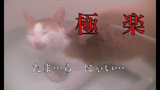 【猫記録226】ぽわ〜んブクブク‥昇天猫が湯船に沈んでいく映像
