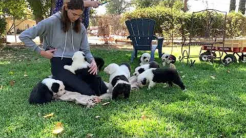 Piper's OES Fall 2020 Litter All are Reserved