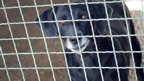 Silent Gets Sent Back to The Pound Ft. Primordial.dev