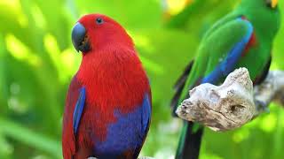 The Most Colorful Birds in 4K - Beautiful Birds Sound in the Forest | Scenic Relaxation Film