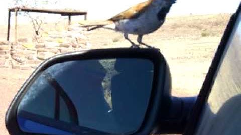 Bird fighting with a car mirror