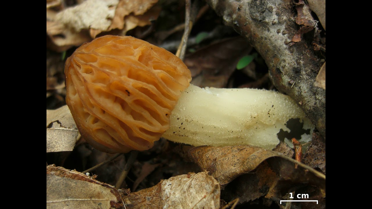 Morchella punctipes