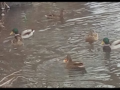 Погода/дикие утки/песня.
