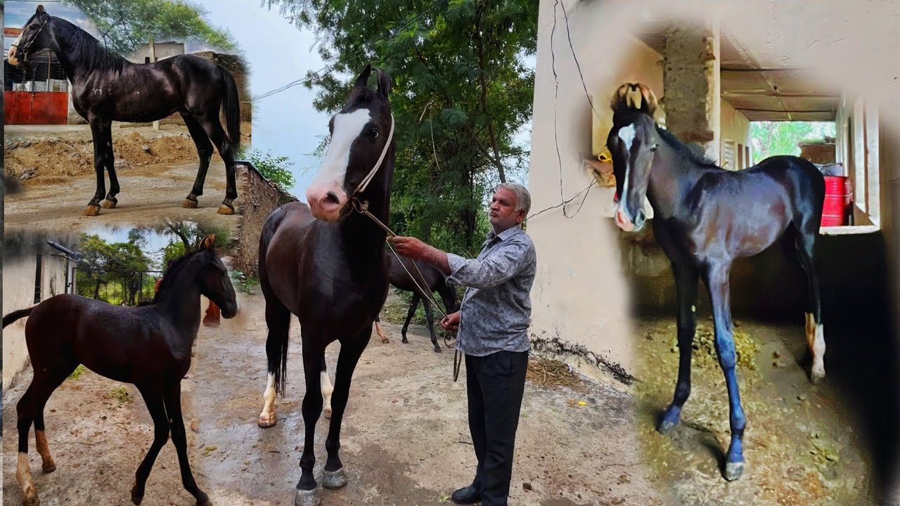 Sitaram ji wale🐴 ghode ka ak or result hamne dhund nikala || best horse in Udaipur 