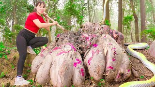 Harvesting Yam Roots to Sell at the Market,Alpine Gardening | Quynh Bushcraft