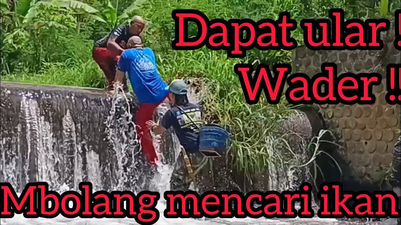Menjala ikan wader ikan sungai paling gurih !! Menemukan ular koros lagi tidur di pohon !!