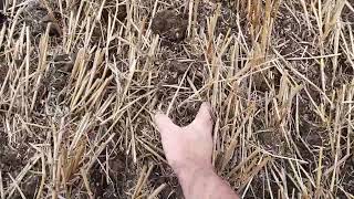 Triton direct drilling mix of wheat barley oats 35mm and 55mm depth for spring tine weeder trial.