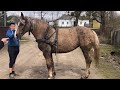 Коні Ваговози.Кобила На Продажу .Кобила Торійка!)🔥🔥🔥🐴🐴🐴🐎🐎🐎