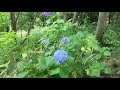 2018.06.05 板橋区立 赤塚植物園 の動画、YouTube動画。