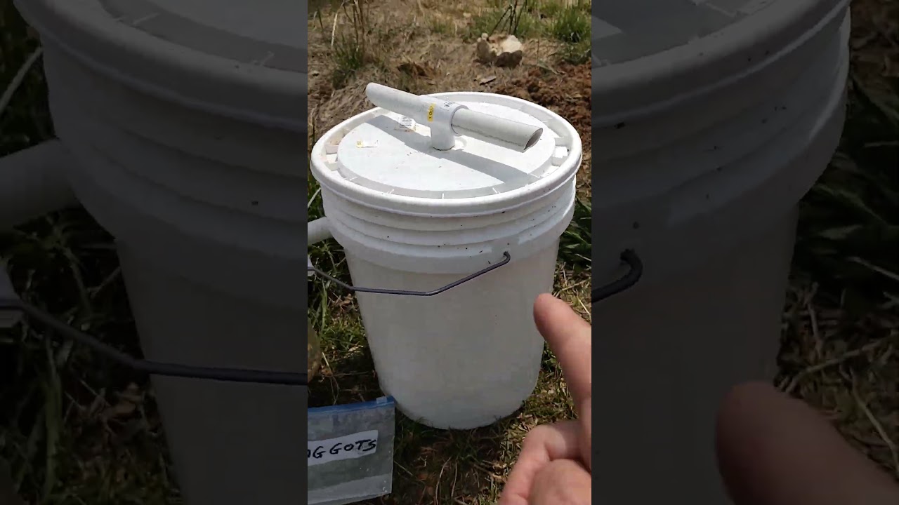 Maggot Farming for Winter Duck Food - It Actually Works!