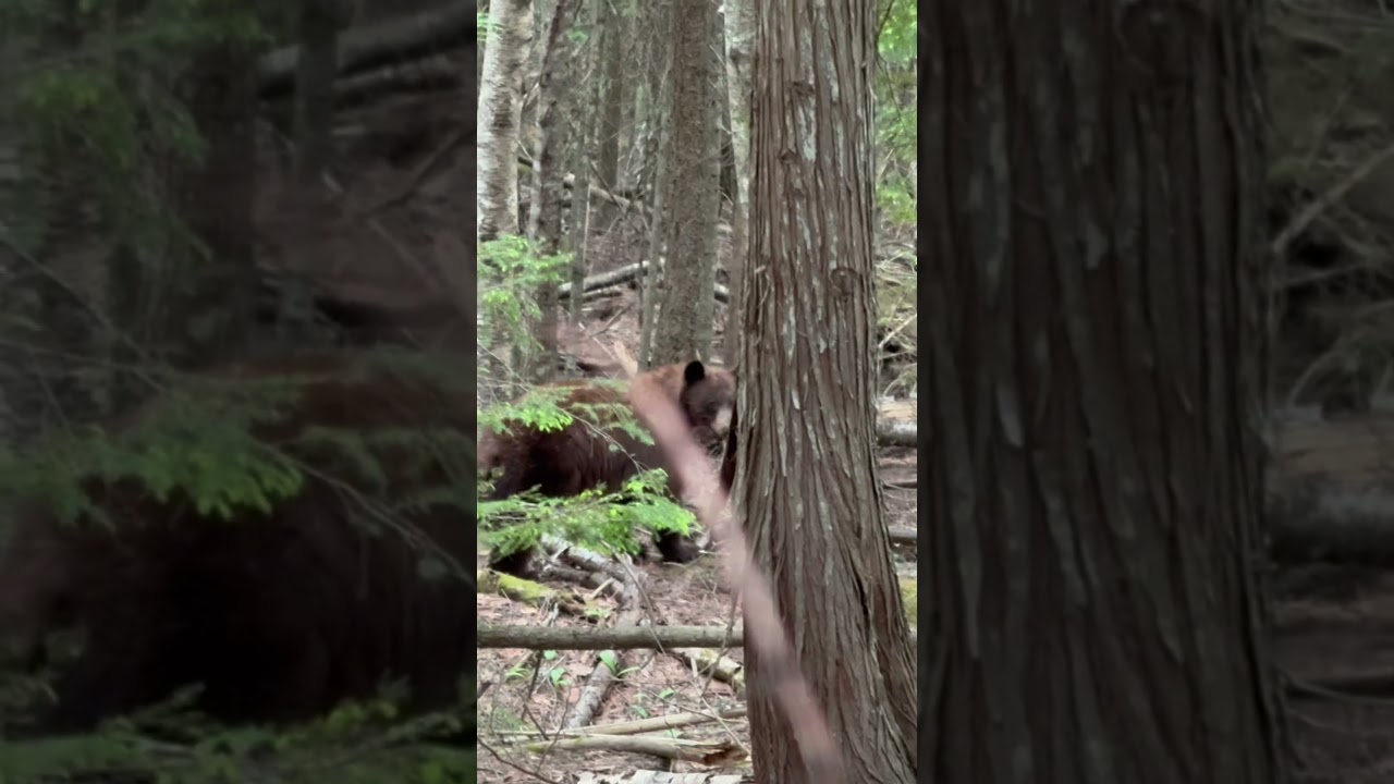 Black bear kill shot #pnw #blackbear #hunting #idaho #shorts #idaho #killshots #baiting #subscribe