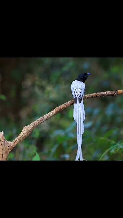 burung cendrawasih atau burung surga yg inda    #short #burung #cendrawasih