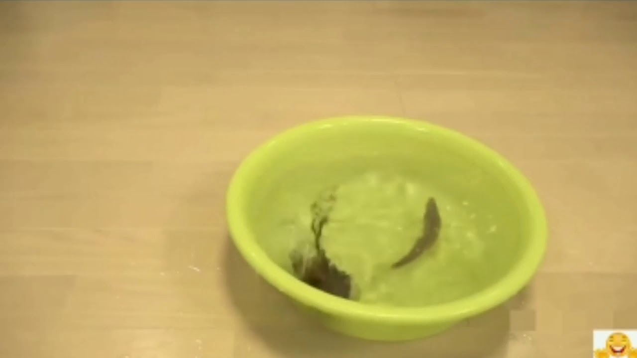 FUNNY CATS! TRY NOT TO LAYGH 