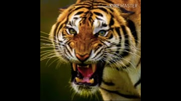 Thumbnail of Siberian Tiger Growl 🐯 🔊