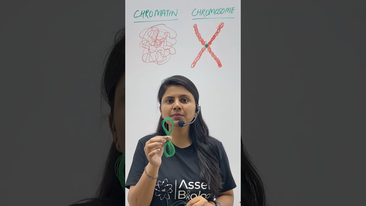 Chromosome vs Chromatin | Biology Class 12 |NCERT|  #ashortaday  #neet #biology