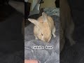 Will cuddle for treats! #bunnyantics #viralrabbit #rabbitworld #animal #rabbitsofyoutube #pets