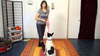 How to Teach Your Dog to Sit  Dog Training