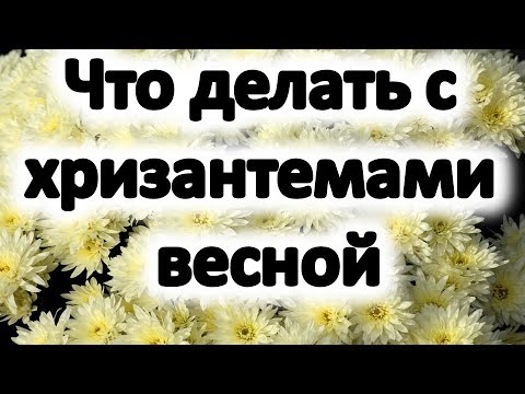 Видео: Уход за хризантемами - советы для выращивающих мам в саду