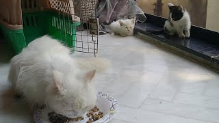Mother Cat Weaning Her Kittens Because She Has Lost Too Much Weight