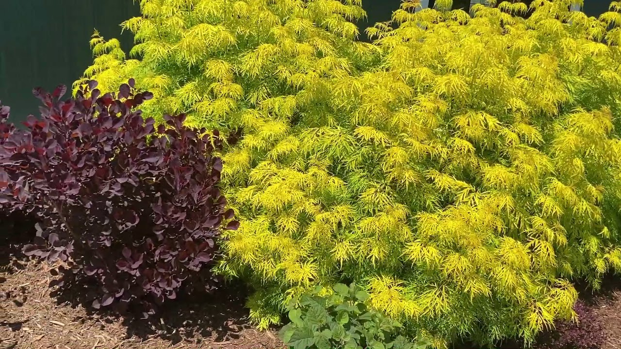 Contrasting Foliage | Garden Crossings - YouTube