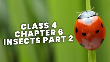 DAV PUBLIC SCHOOL CLASS 4 CHAPTER- INSECTS PART-2 SOlVED QUESTIONS AND ANSWERS