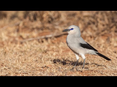 Video: Bush Için çalı