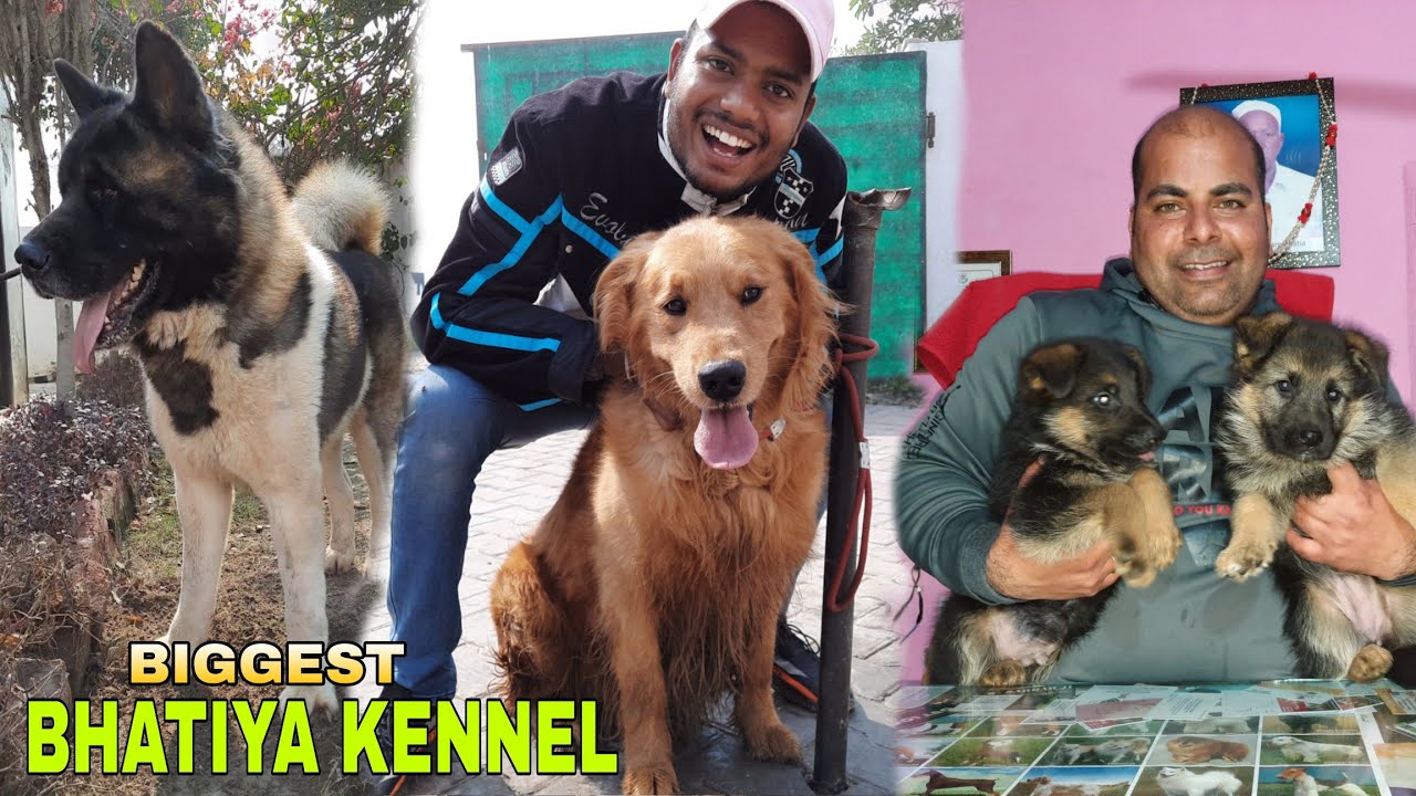 INDIA BIGGEST DOG KENNEL BHATIYA KENNEL ADITYA CHAUDHARY YouTube