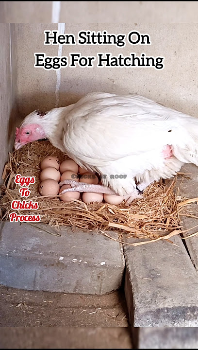 Hen Hatching Eggs Process #aseel #chicken