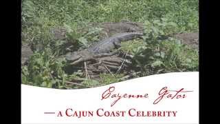 Cayenne Gator Builds a Nest
