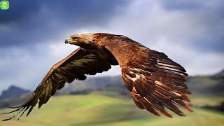 Top 10 Largest Eagles Around the World