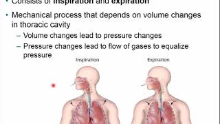Chapter 21 - Respiratory System Part B