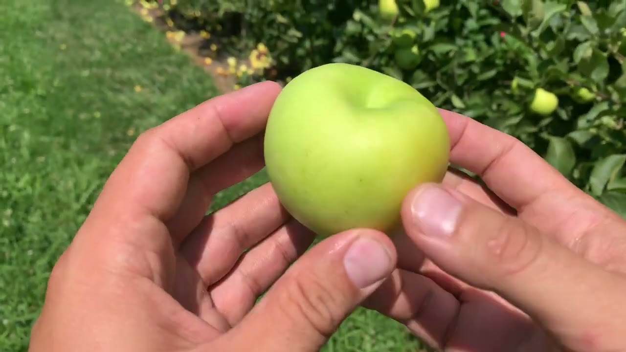 Pristine (Co-op 32) Apple Tasting - YouTube