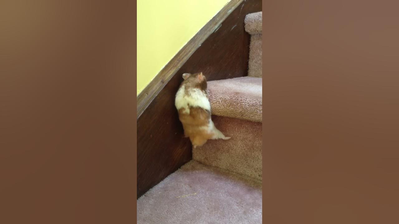 My Syrian hamsters first climb YouTube