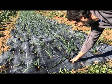 Vídeo: Com Sucar Les Llavors De Cogombre? Quina Rapidesa Per Germinar Abans De Plantar I En Què S’haurien De Remullar Les Llavors Per A Les Plàntules? Temps De Remull Per Germinar