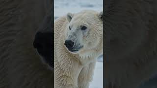 The Secret Kingdom of Giant Polar Bears #facts