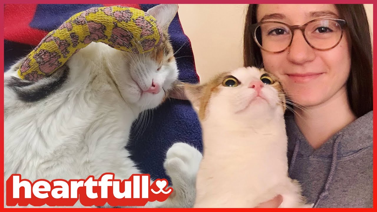 Meet Hermione! The Cat that Traveled Halfway Around the World to be