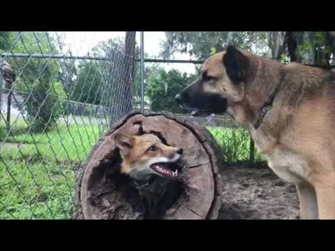 Fox Plays In Fallen Tree