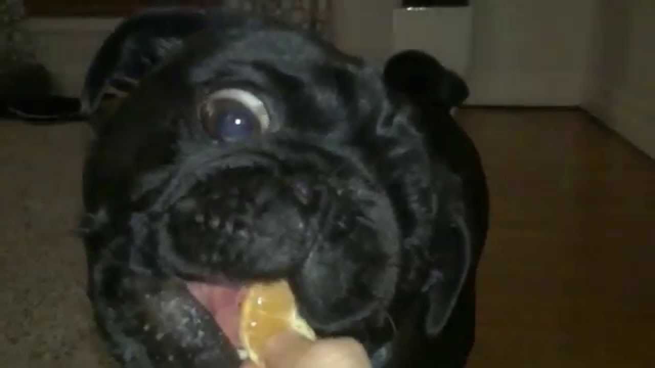 Toby the Pug Eating Mandarin Orange