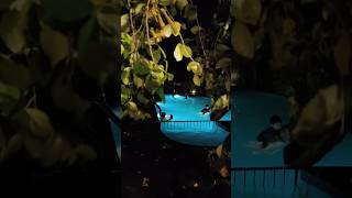 Calicut resort #pool time#Hill Ranches#resort#calicut