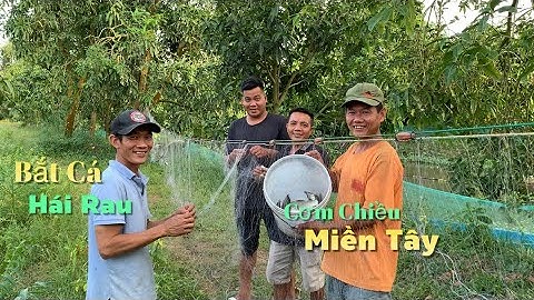 Xuống ao bắt cá hái rau vườn làm bữa cơm chiều miền tây thiệt là ngon | Cù Lao Dung Vlogs #600