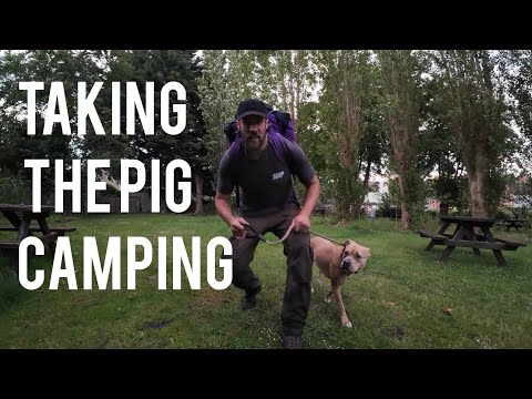 Taking the pig camping - FIL