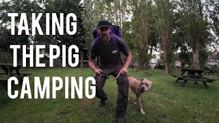 Taking the pig camping - FIL