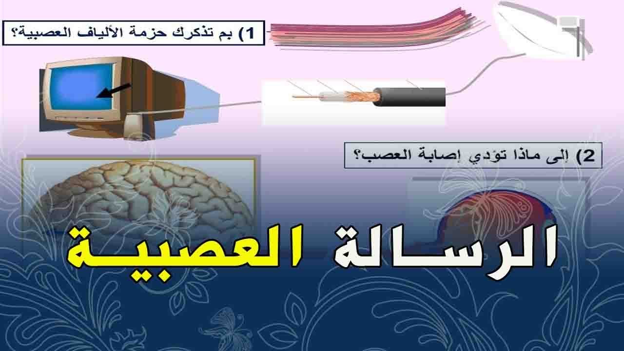 الدرس 13:علوم طبيعية للسنة الرابعة متوسط دراسة الرسالة العصبية عوشت للعلوم
