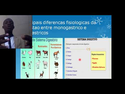 Vídeo: Diferença Entre Monogástrico E Ruminante