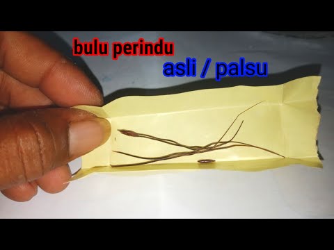 Video: Apa Kelebihan Bulu Angora