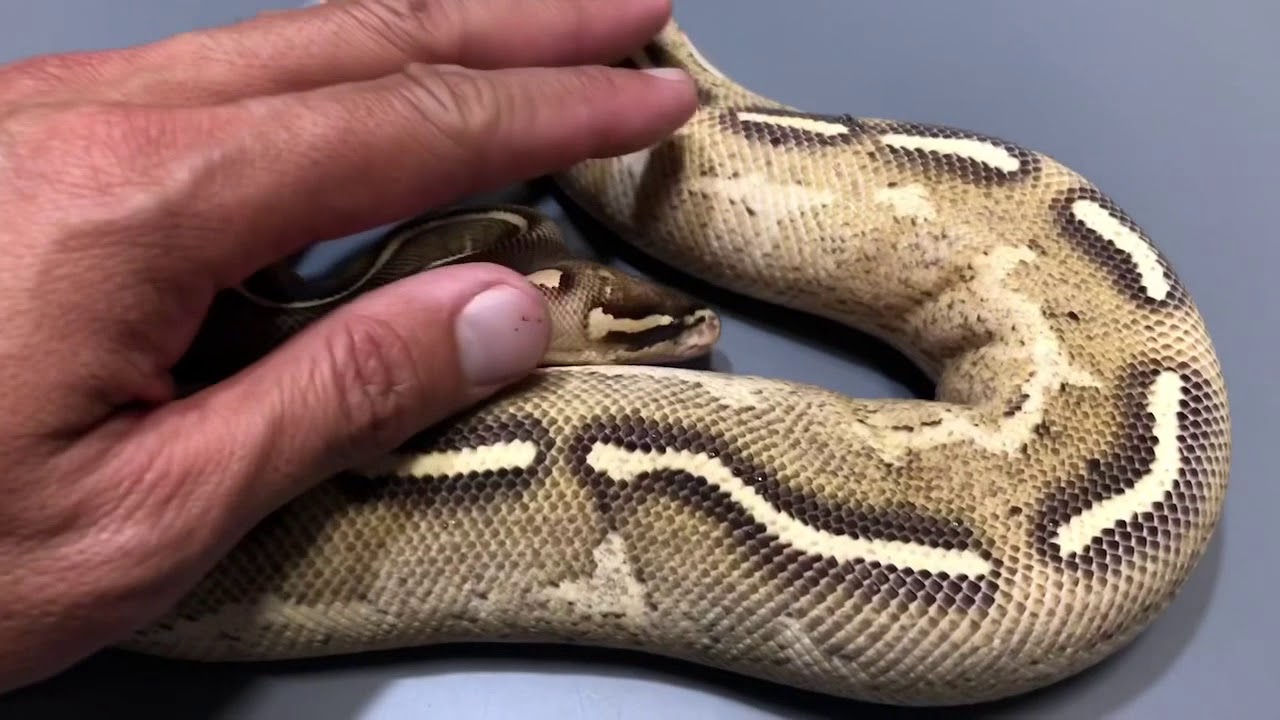 pet snakes and dogs Future BREEDER UPDATES!!