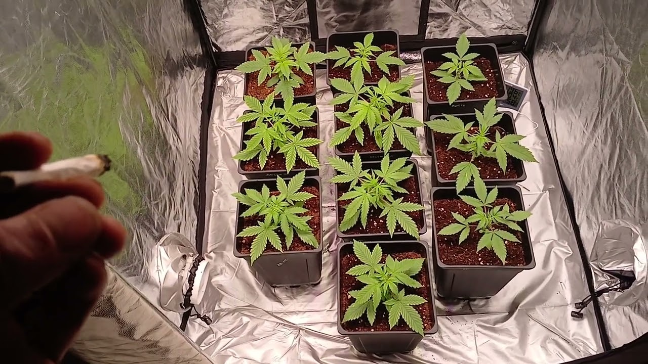 SEMANA 4 DE CULTIVO INDOOR DE AUTOMATICAS - TEMA: SUSTRATO🌿🪴🪹